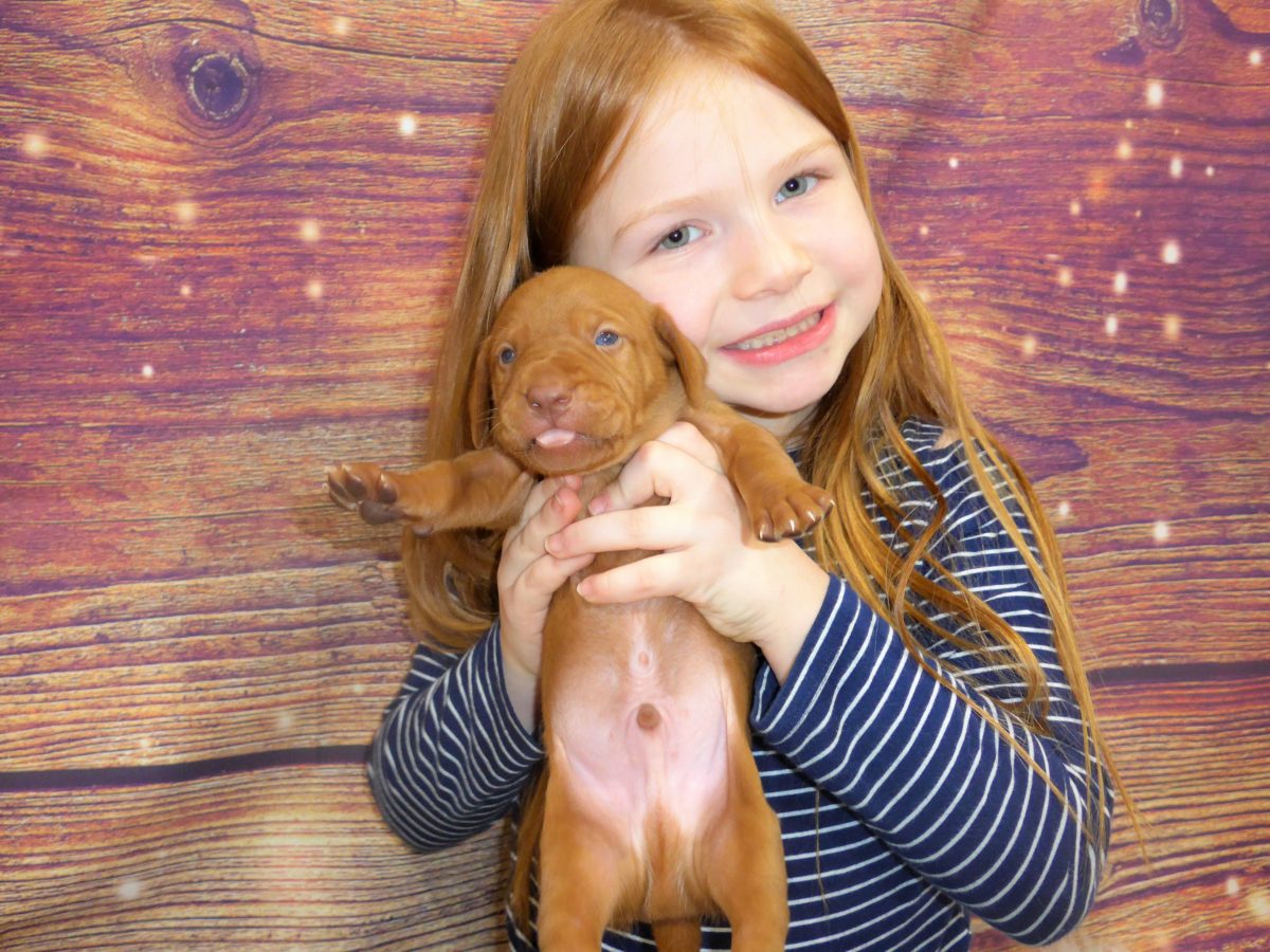 Riley & Ruger's Vizsla Litter Born on December 9th - Image 16