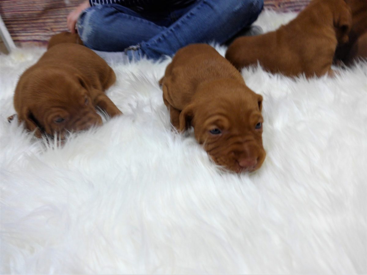 Riley & Ruger's Vizsla Litter Born on December 9th - Image 14