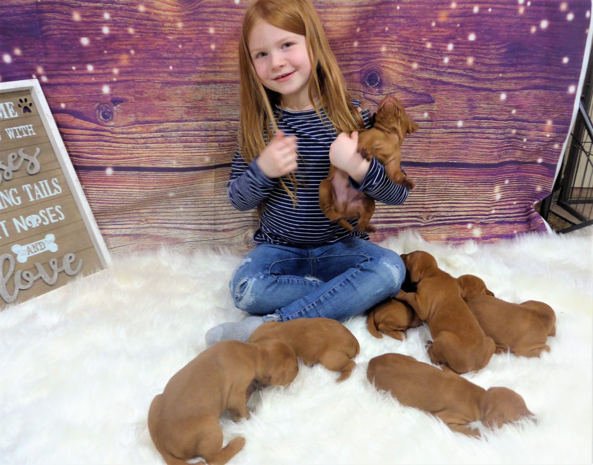 Riley & Ruger's Vizsla Litter Born on December 9th - Image 20