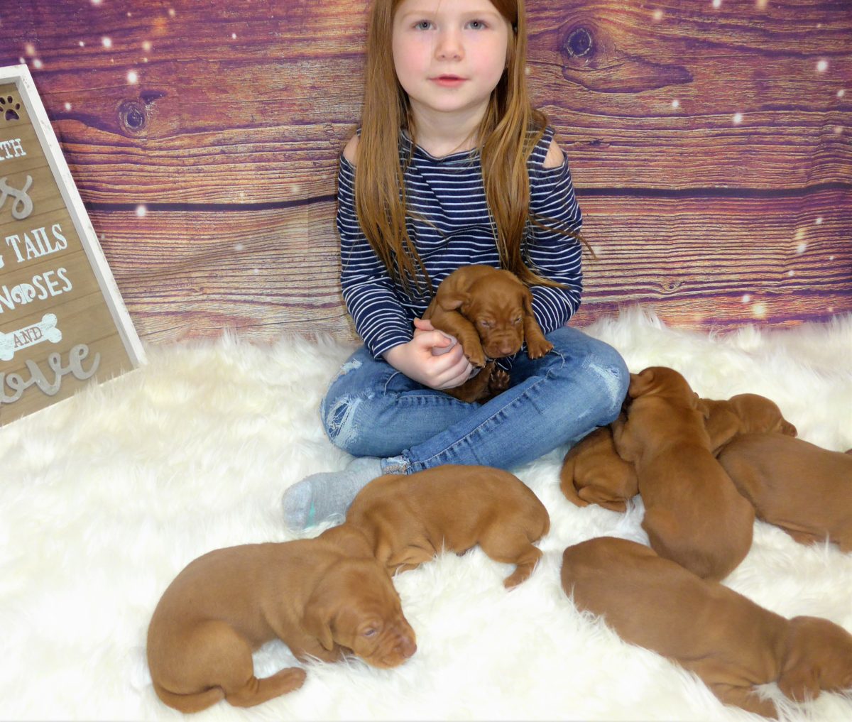 Riley & Ruger's Vizsla Litter Born on December 9th - Image 19
