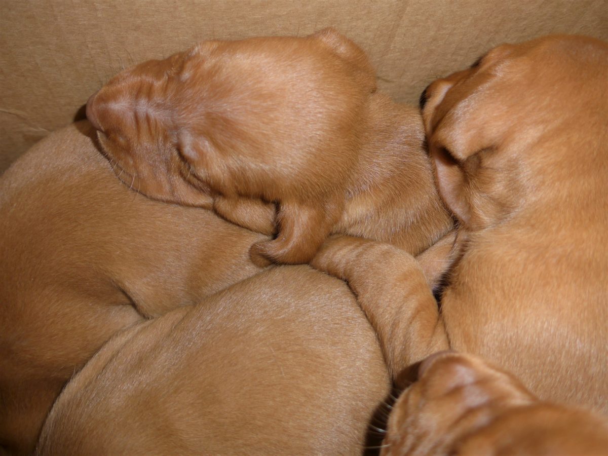 Riley & Ruger's Vizsla Litter Born on December 9th - Image 15