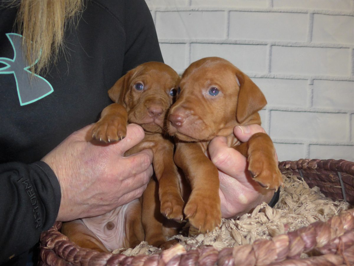 Riley & Ruger's Vizsla Litter Born on December 9th - Image 25