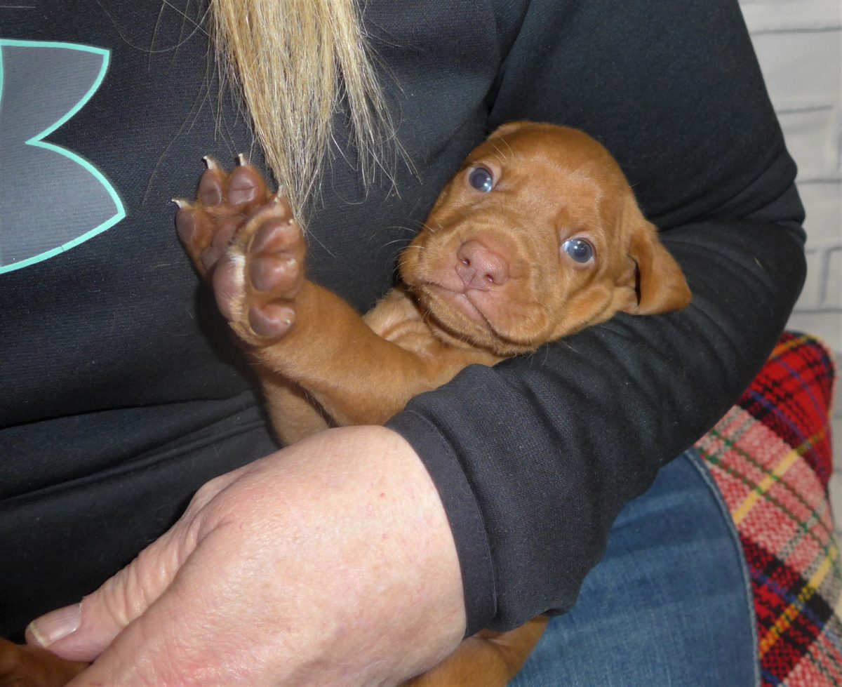 Riley & Ruger's Vizsla Litter Born on December 9th - Image 26