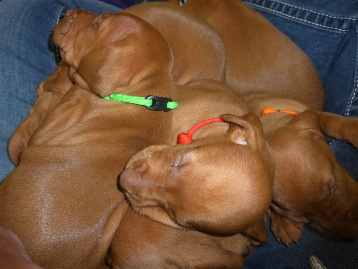 Riley & Ruger's Vizsla Litter Born on December 9th - Image 28