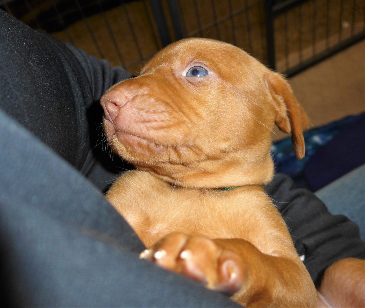 Riley & Ruger's Vizsla Litter Born on December 9th - Image 29