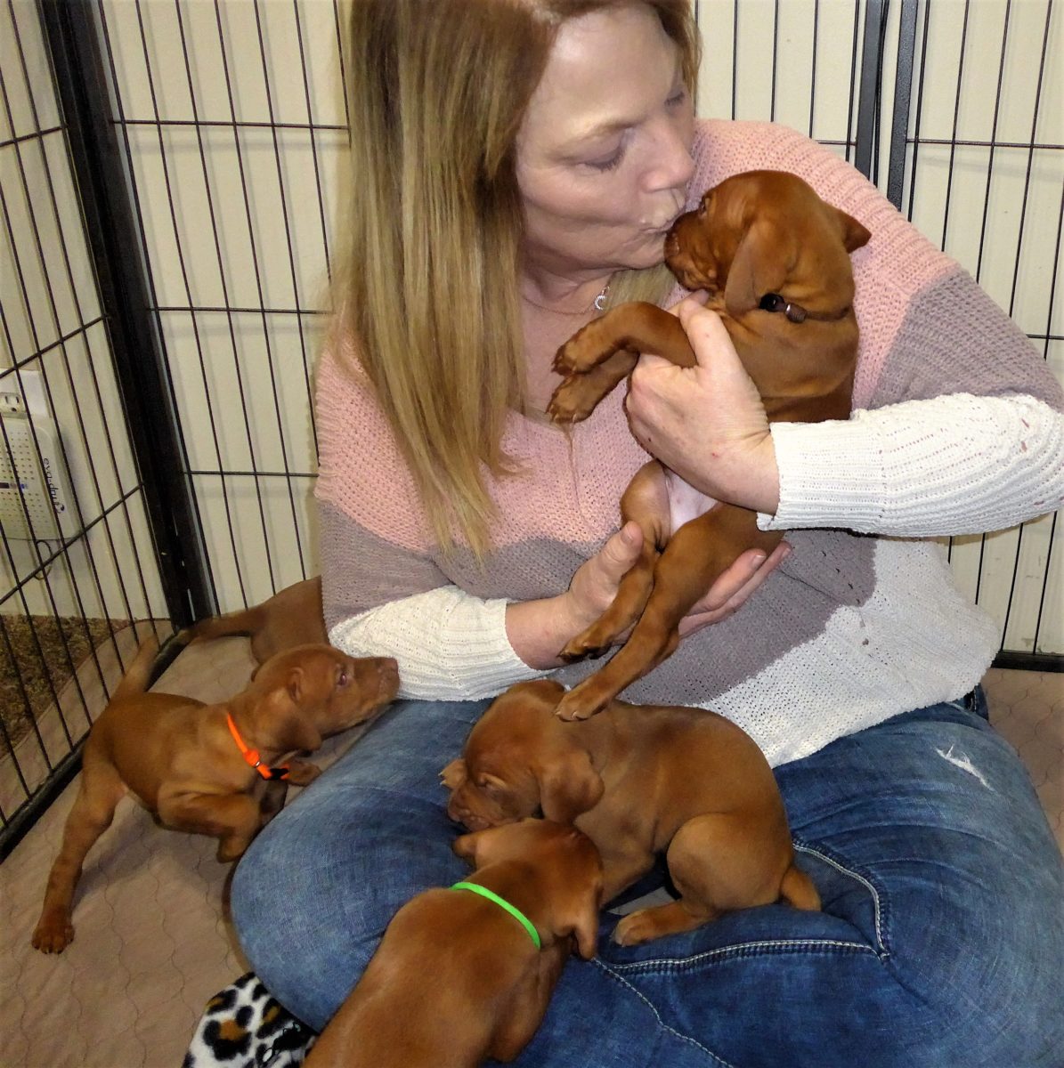 Riley & Ruger's Vizsla Litter Born on December 9th - Image 30