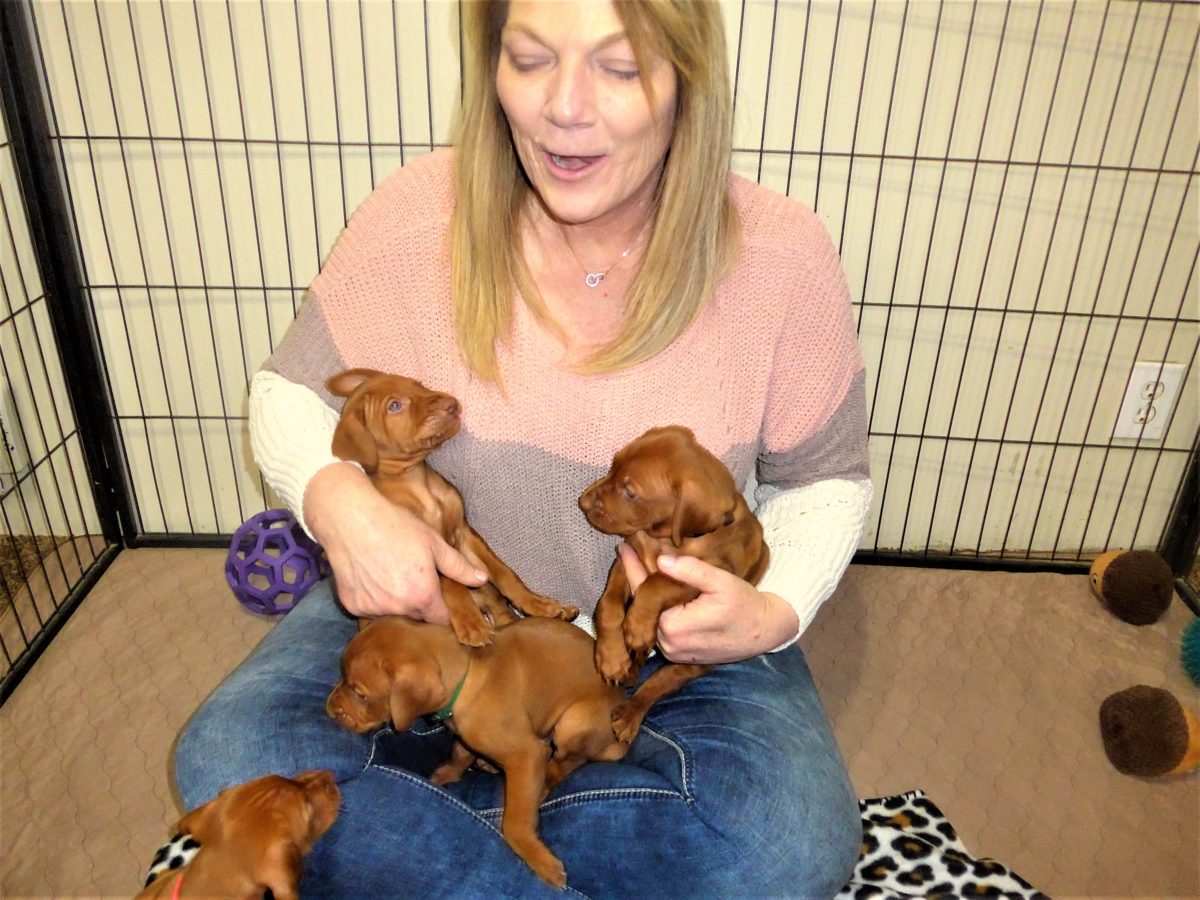 Riley & Ruger's Vizsla Litter Born on December 9th - Image 31
