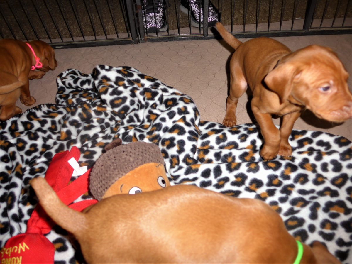 Riley & Ruger's Vizsla Litter Born on December 9th - Image 32