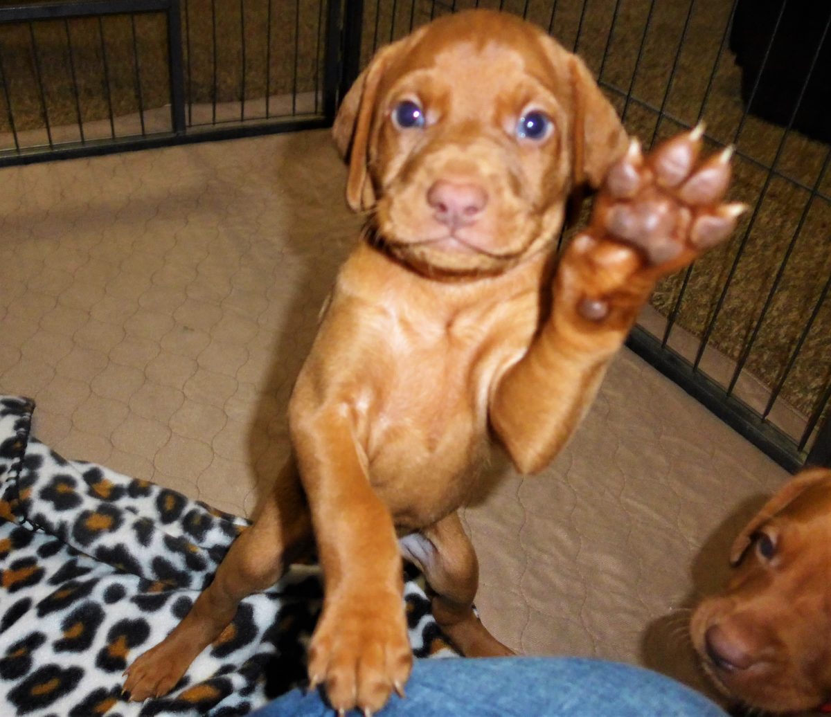 Riley & Ruger's Vizsla Litter Born on December 9th - Image 33