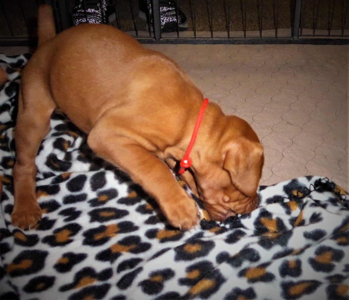 Riley & Ruger's Vizsla Litter Born on December 9th - Image 34