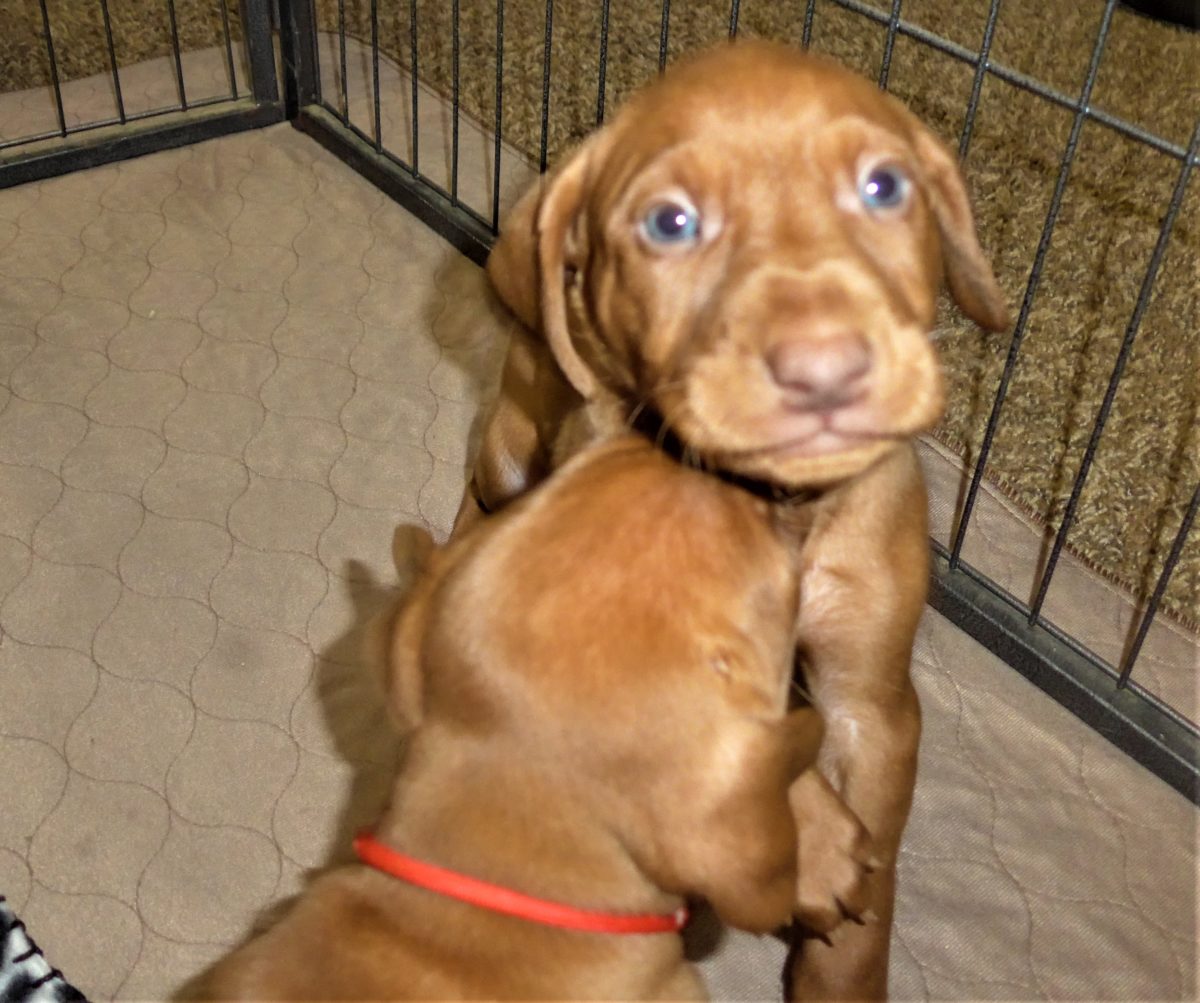 Riley & Ruger's Vizsla Litter Born on December 9th - Image 36