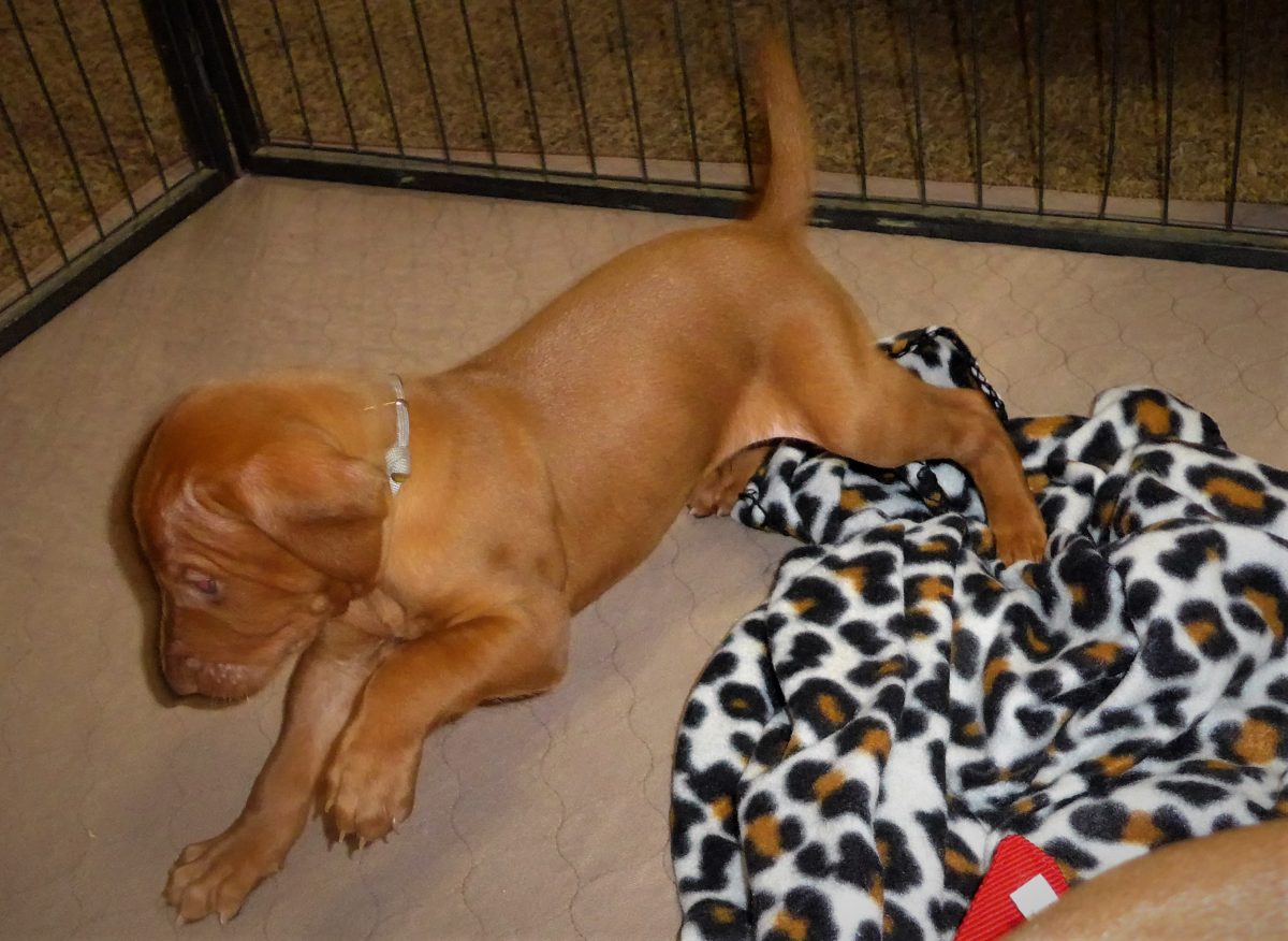 Riley & Ruger's Vizsla Litter Born on December 9th - Image 39