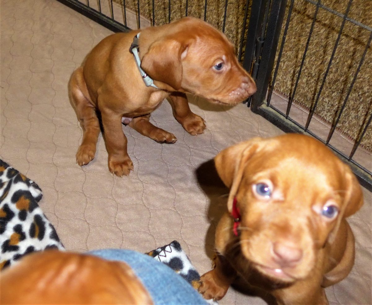 Riley & Ruger's Vizsla Litter Born on December 9th - Image 40