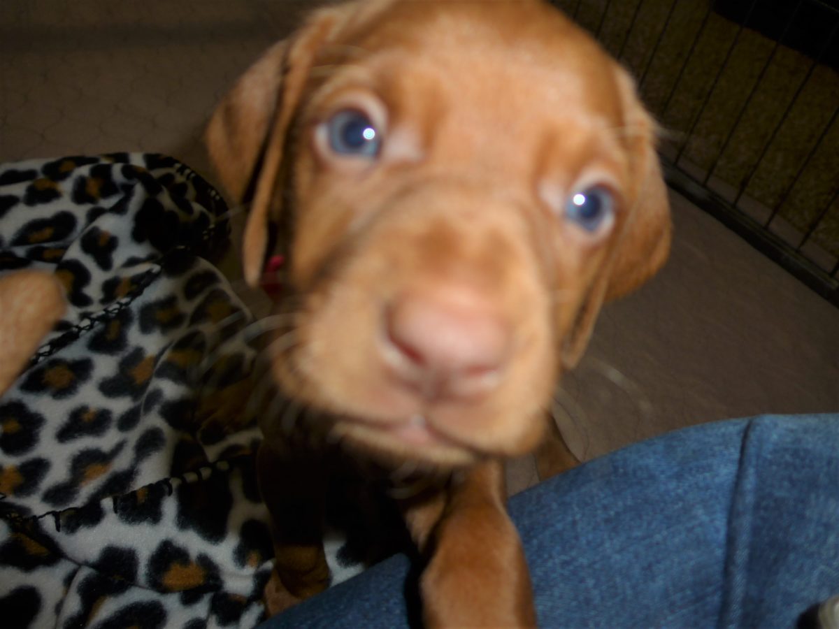 Riley & Ruger's Vizsla Litter Born on December 9th - Image 41