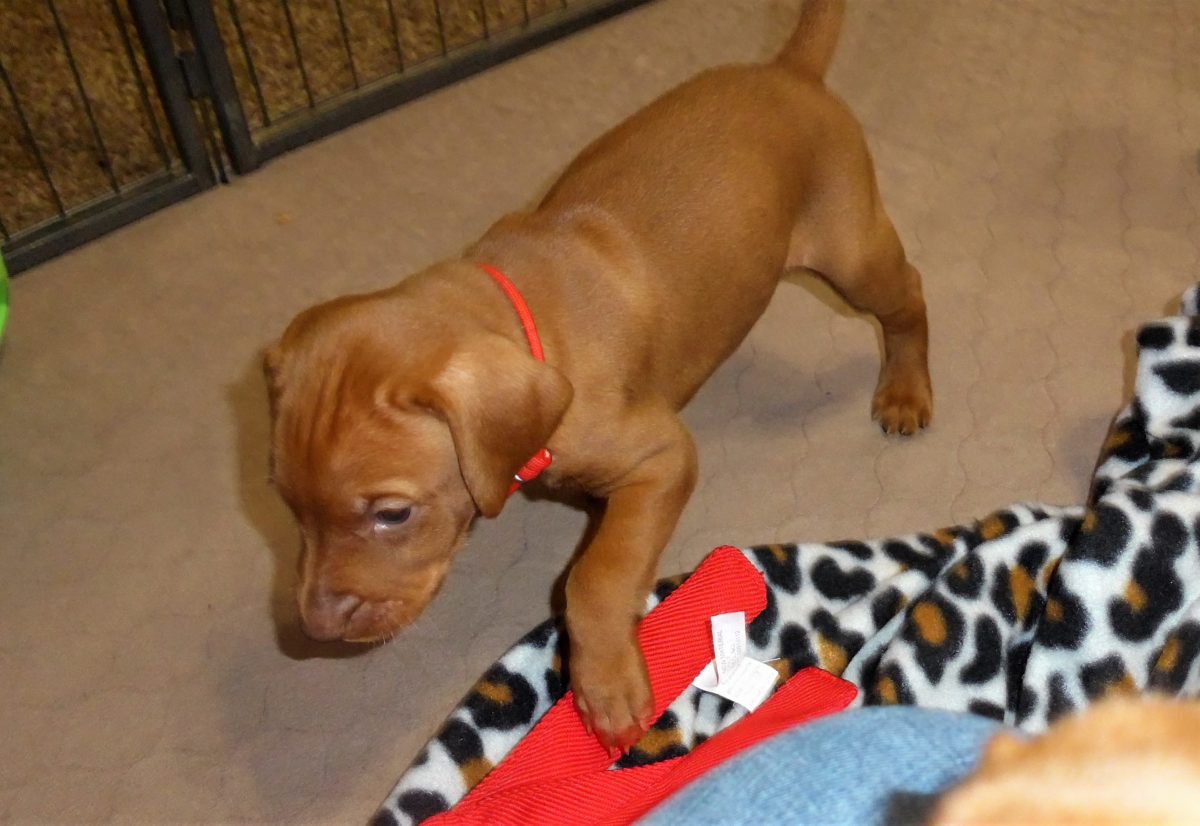 Riley & Ruger's Vizsla Litter Born on December 9th - Image 42