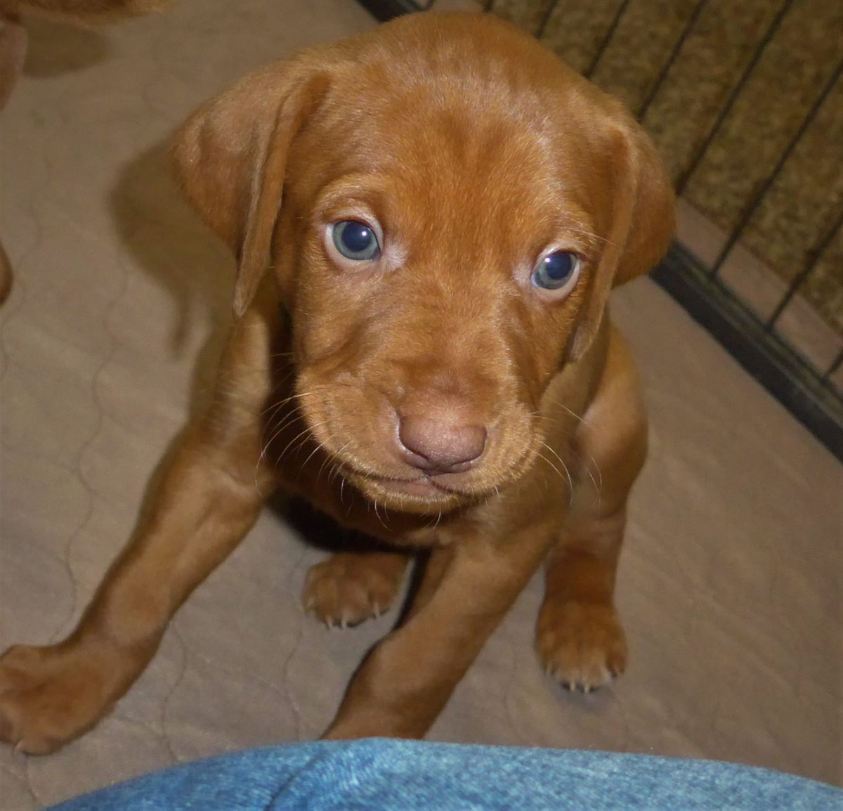 Riley & Ruger's Vizsla Litter Born on December 9th - Image 43