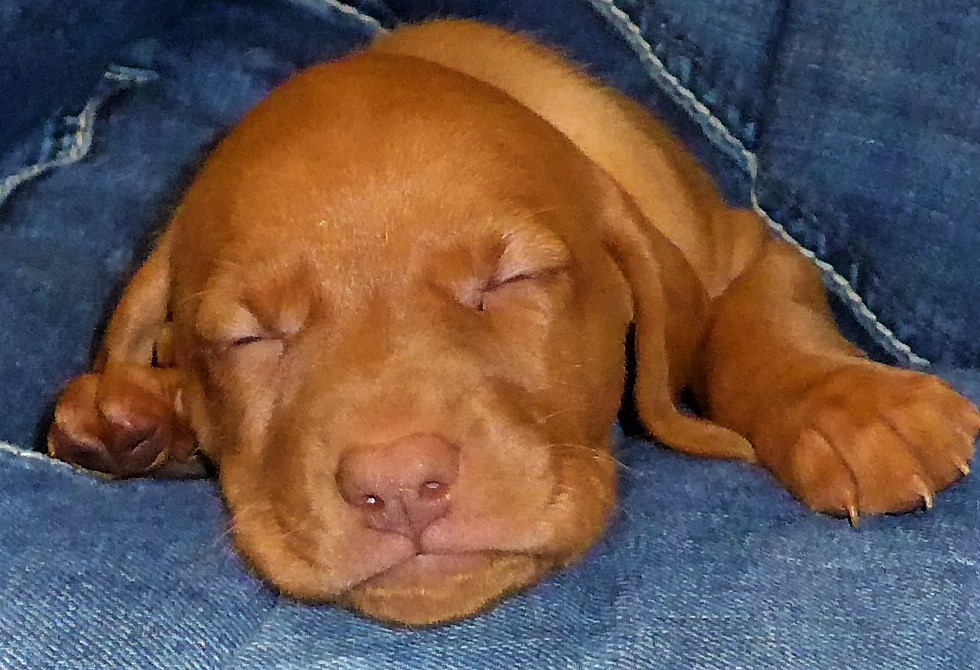 Riley & Ruger's Vizsla Litter Born on December 9th - Image 45