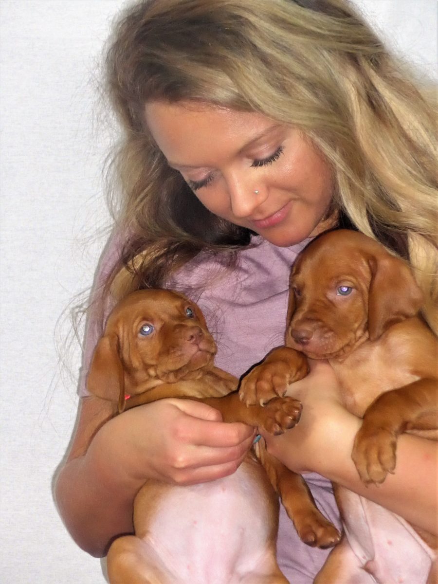 Riley & Ruger's Vizsla Litter Born on December 9th - Image 76