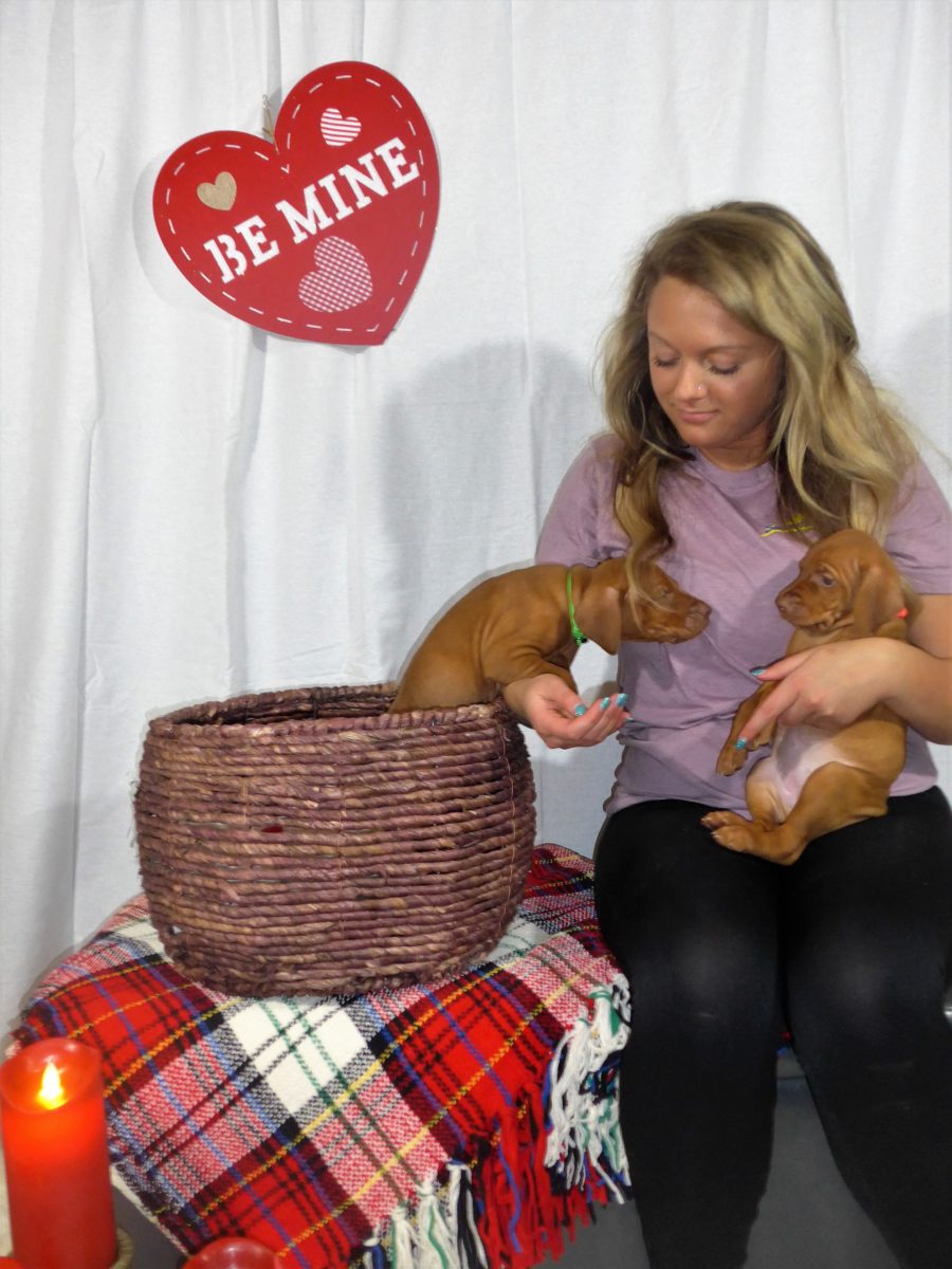 Riley & Ruger's Vizsla Litter Born on December 9th - Image 75
