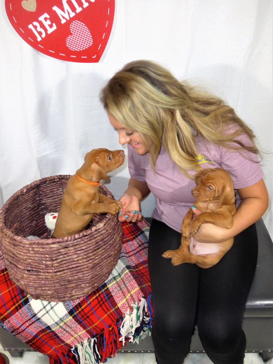 Riley & Ruger's Vizsla Litter Born on December 9th - Image 71