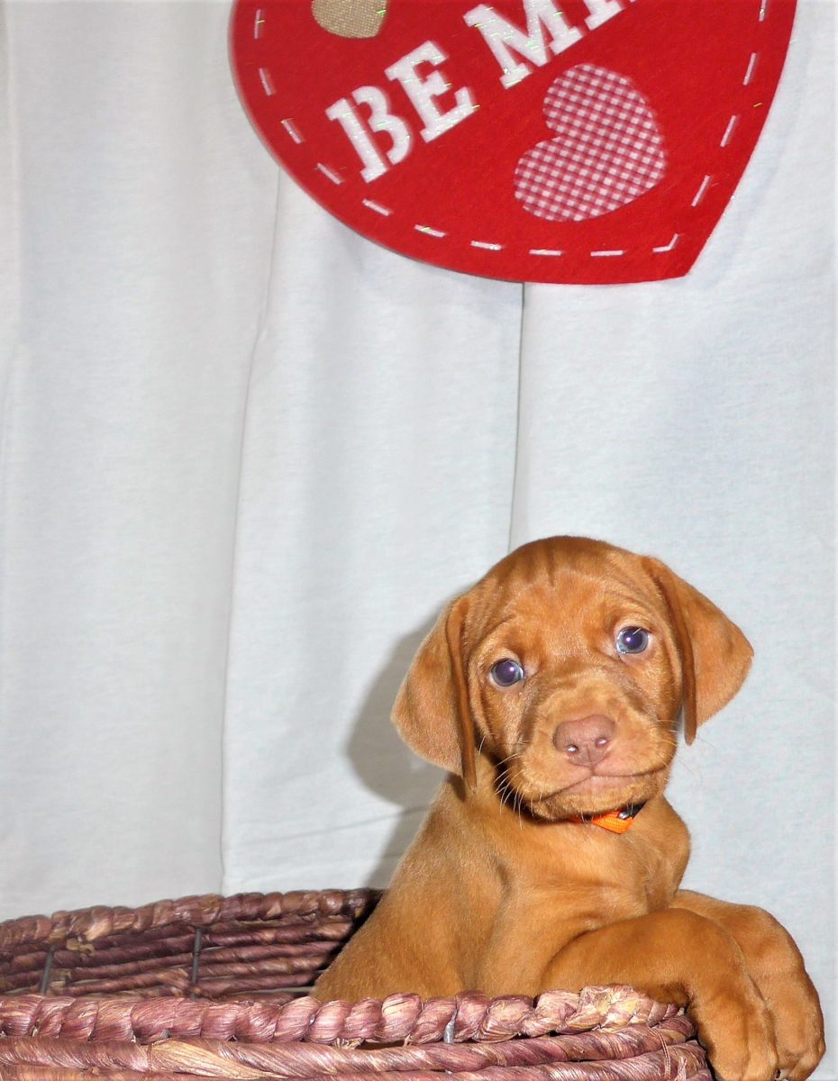 Riley & Ruger's Vizsla Litter Born on December 9th - Image 70