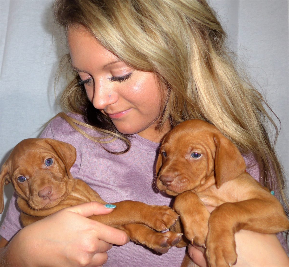 Riley & Ruger's Vizsla Litter Born on December 9th - Image 66