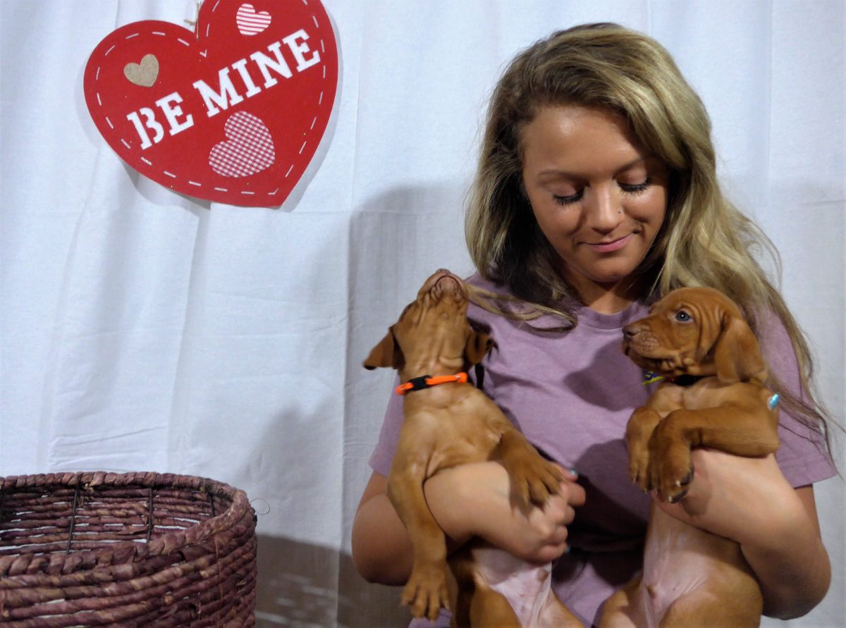 Riley & Ruger's Vizsla Litter Born on December 9th - Image 68