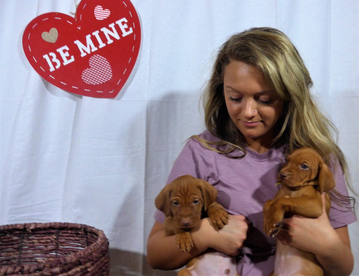 Riley & Ruger's Vizsla Litter Born on December 9th - Image 69