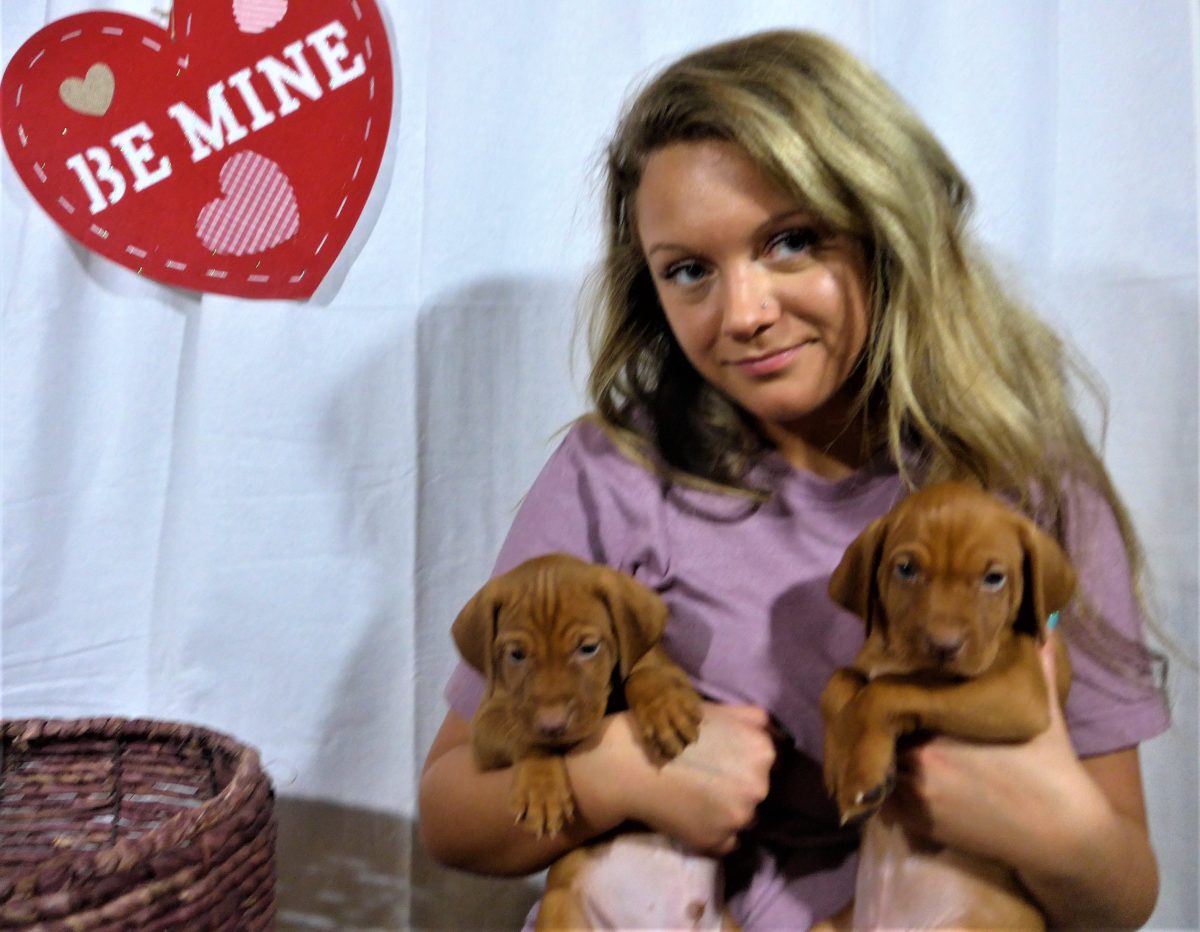 Riley & Ruger's Vizsla Litter Born on December 9th - Image 64