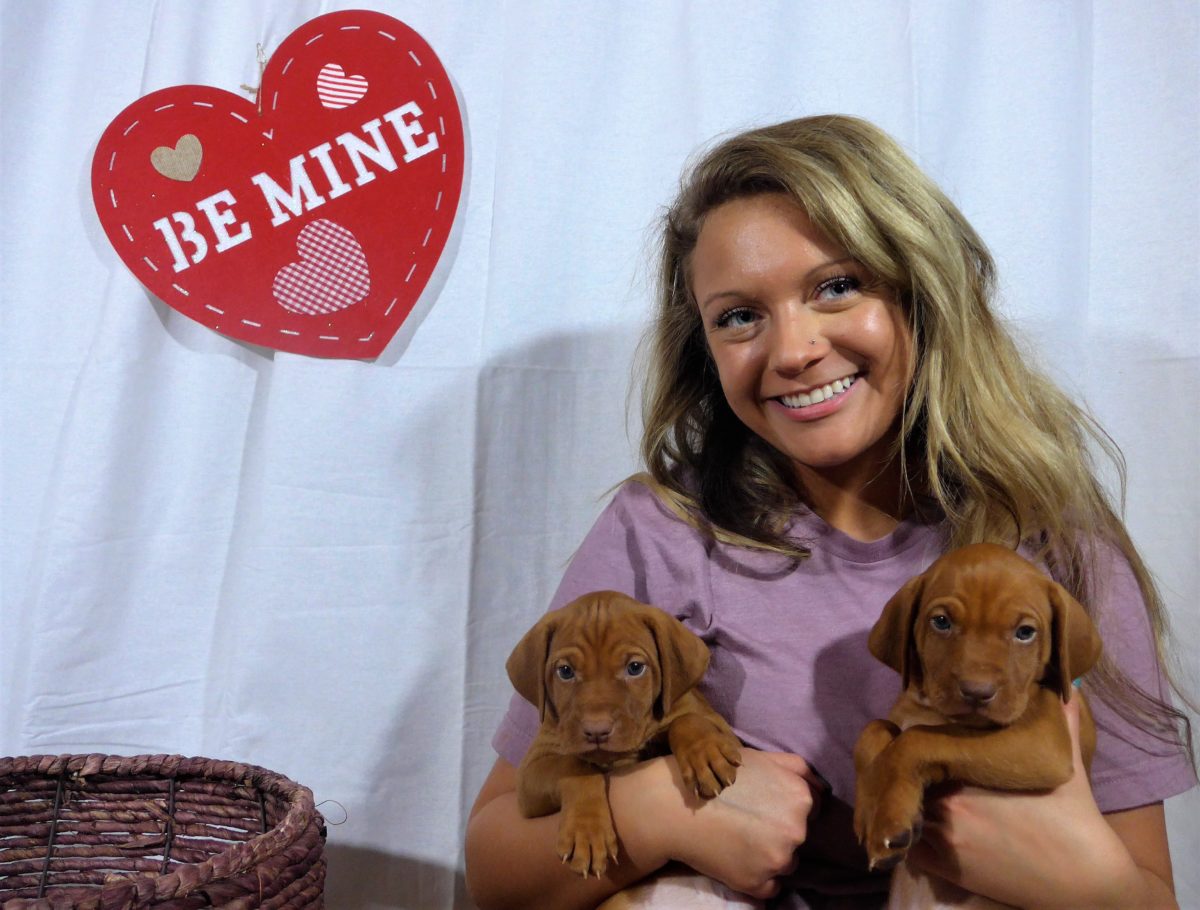 Riley & Ruger's Vizsla Litter Born on December 9th - Image 63