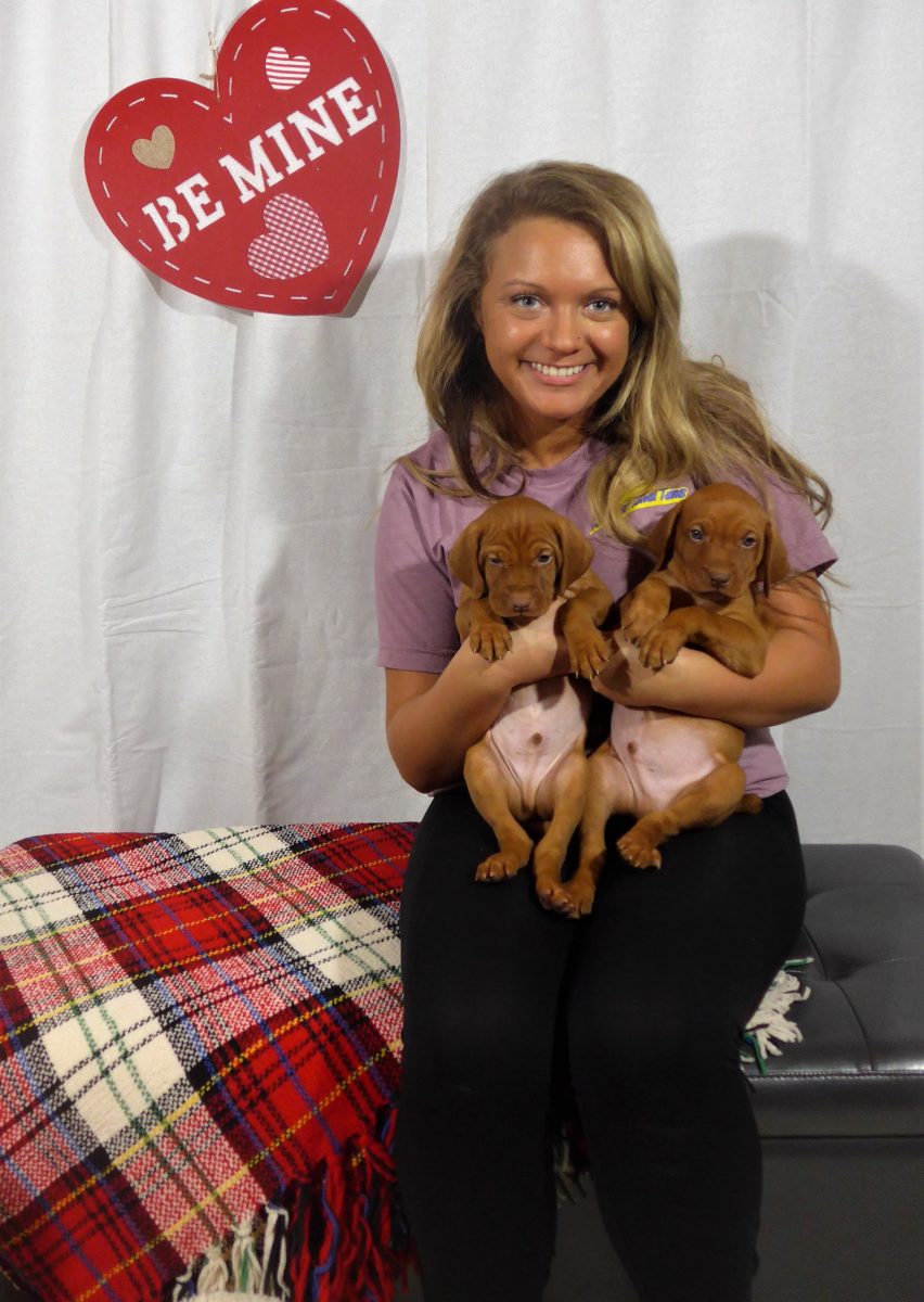 Riley & Ruger's Vizsla Litter Born on December 9th - Image 65
