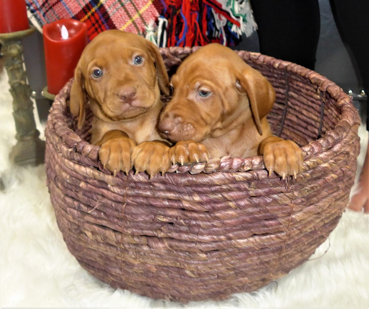 Riley & Ruger's Vizsla Litter Born on December 9th - Image 62