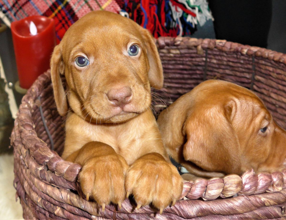Riley & Ruger's Vizsla Litter Born on December 9th - Image 61