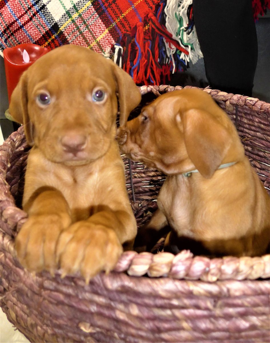 Riley & Ruger's Vizsla Litter Born on December 9th - Image 47