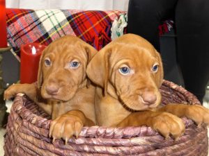 Riley & Ruger's Vizsla Litter Born on December 9th