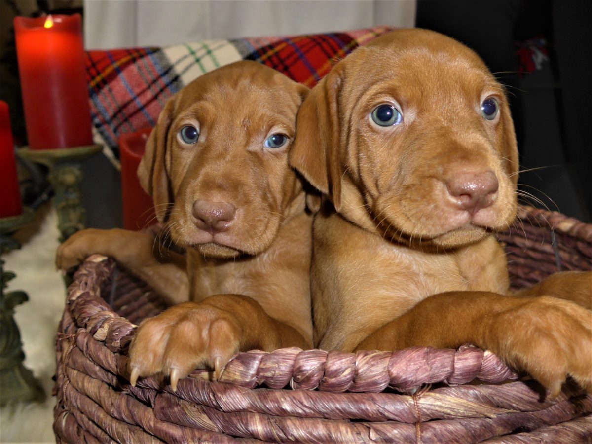 Riley & Ruger's Vizsla Litter Born on December 9th - Image 50