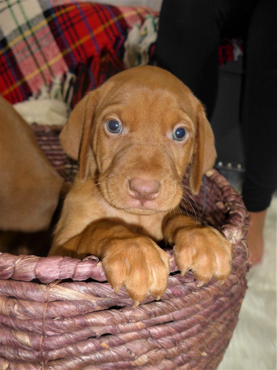 Riley & Ruger's Vizsla Litter Born on December 9th - Image 49
