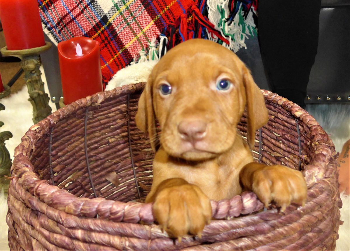 Riley & Ruger's Vizsla Litter Born on December 9th - Image 48