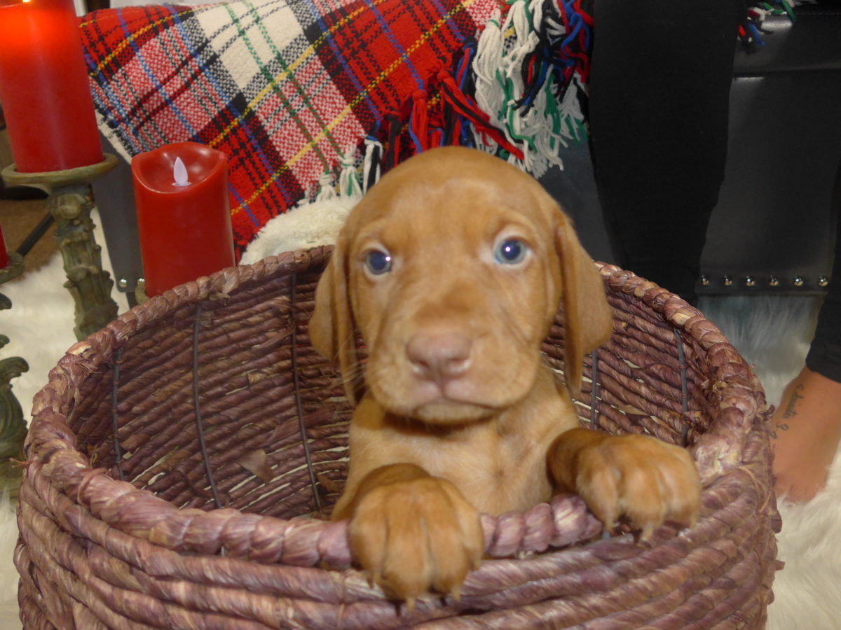 Riley & Ruger's Vizsla Litter Born on December 9th - Image 59