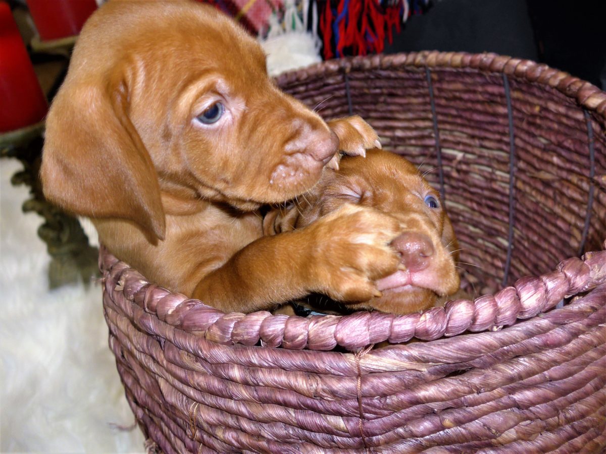Riley & Ruger's Vizsla Litter Born on December 9th - Image 58