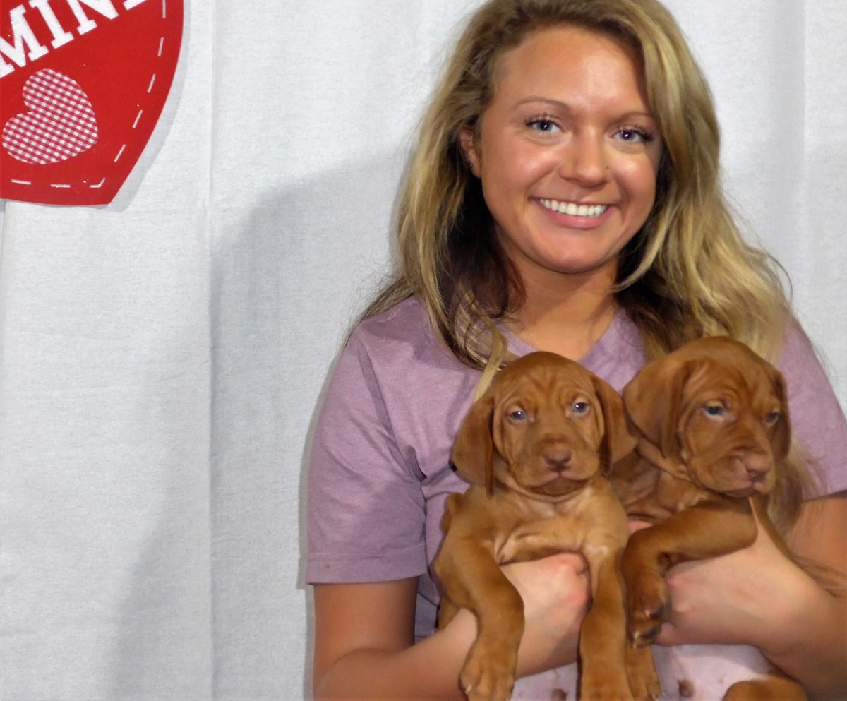 Riley & Ruger's Vizsla Litter Born on December 9th - Image 56