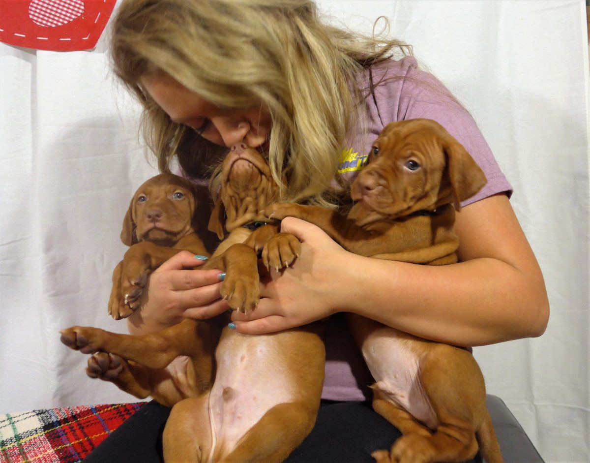 Riley & Ruger's Vizsla Litter Born on December 9th - Image 54