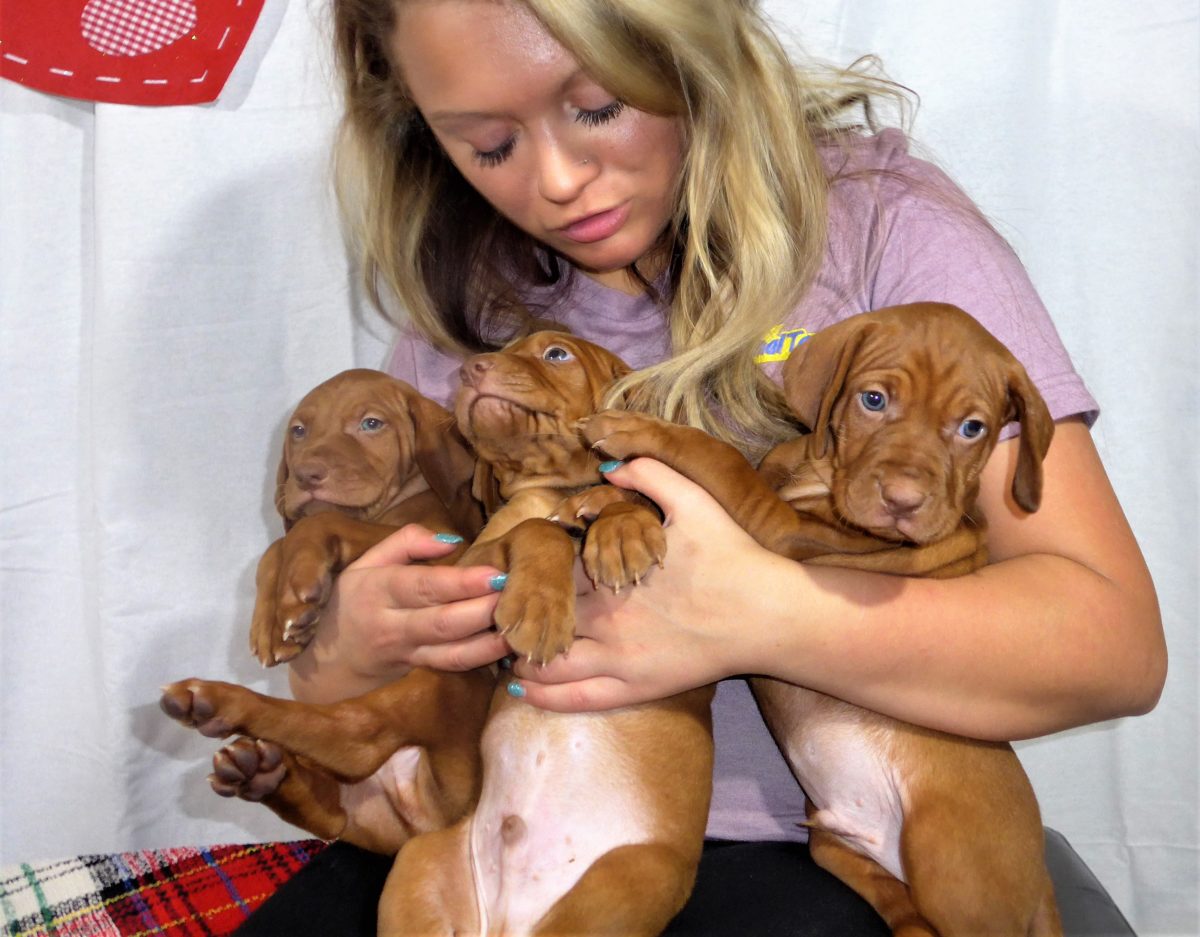 Riley & Ruger's Vizsla Litter Born on December 9th - Image 53
