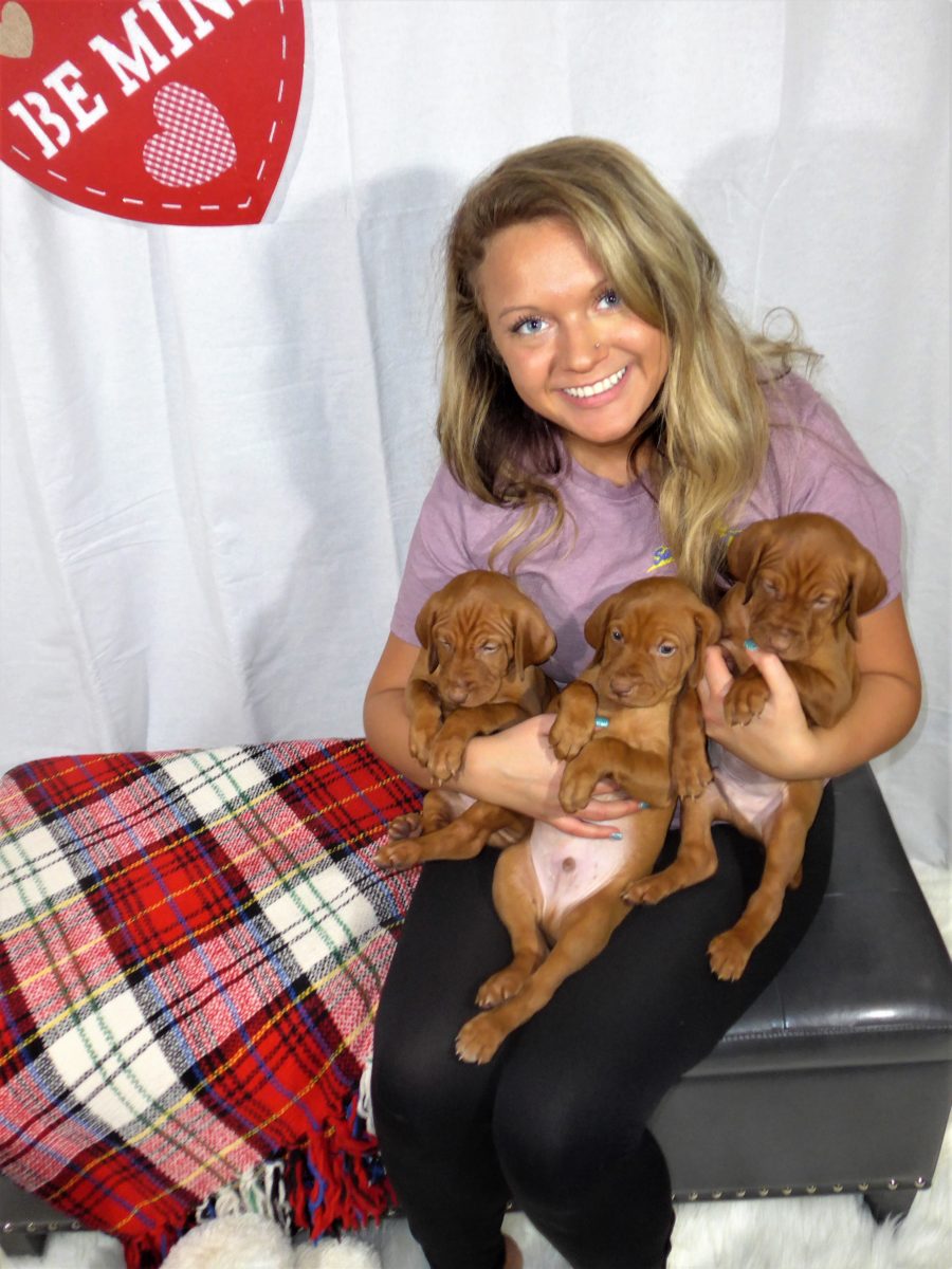 Riley & Ruger's Vizsla Litter Born on December 9th - Image 52