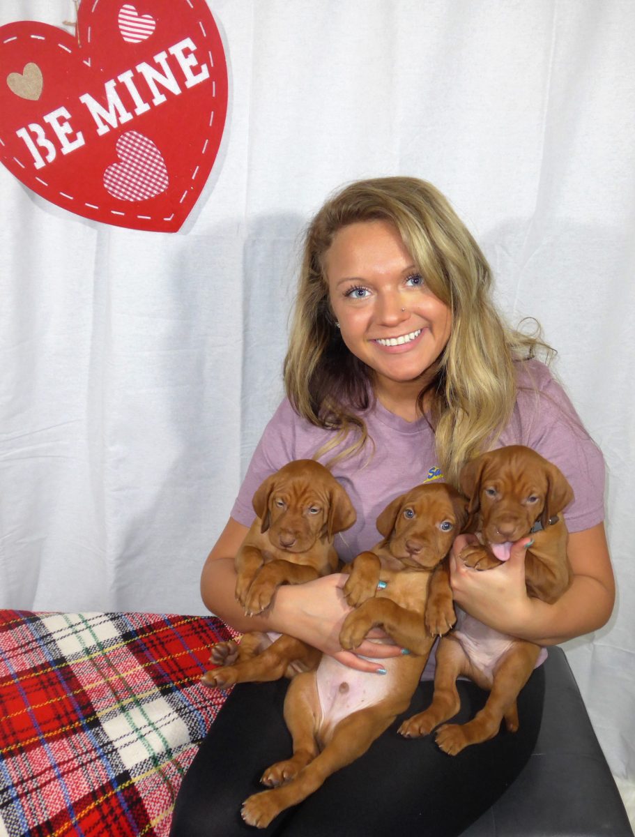 Riley & Ruger's Vizsla Litter Born on December 9th - Image 60