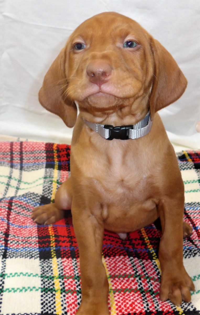 Riley & Ruger's Vizsla Litter Born on December 9th - Image 77