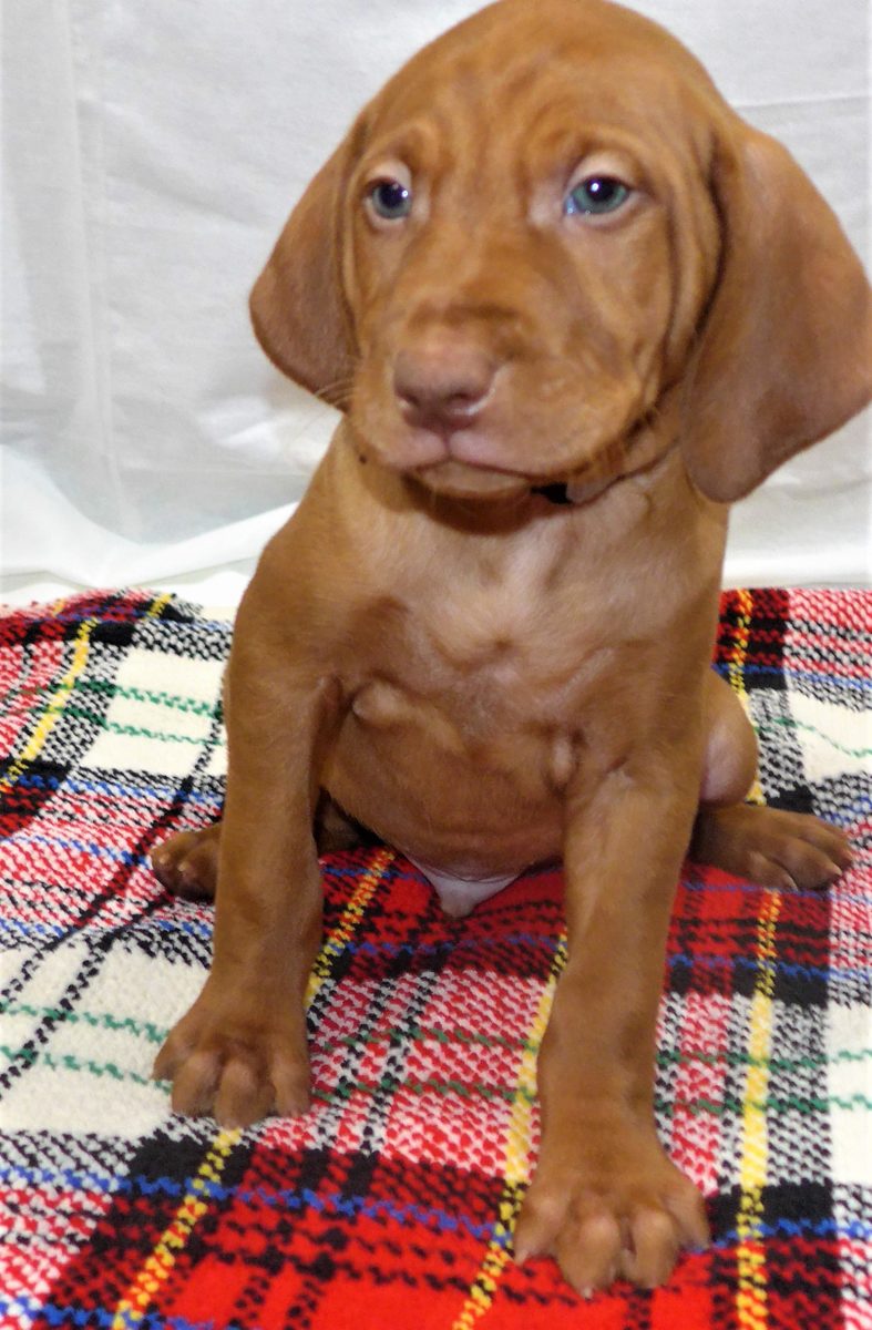 Riley & Ruger's Vizsla Litter Born on December 9th - Image 79