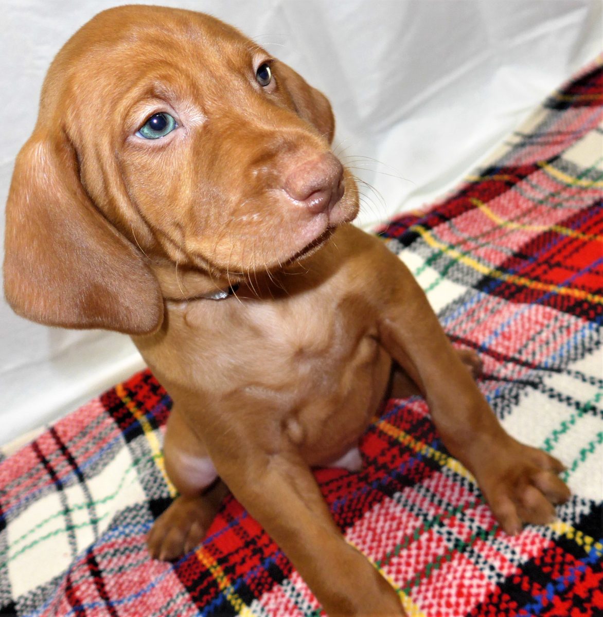 Riley & Ruger's Vizsla Litter Born on December 9th - Image 80