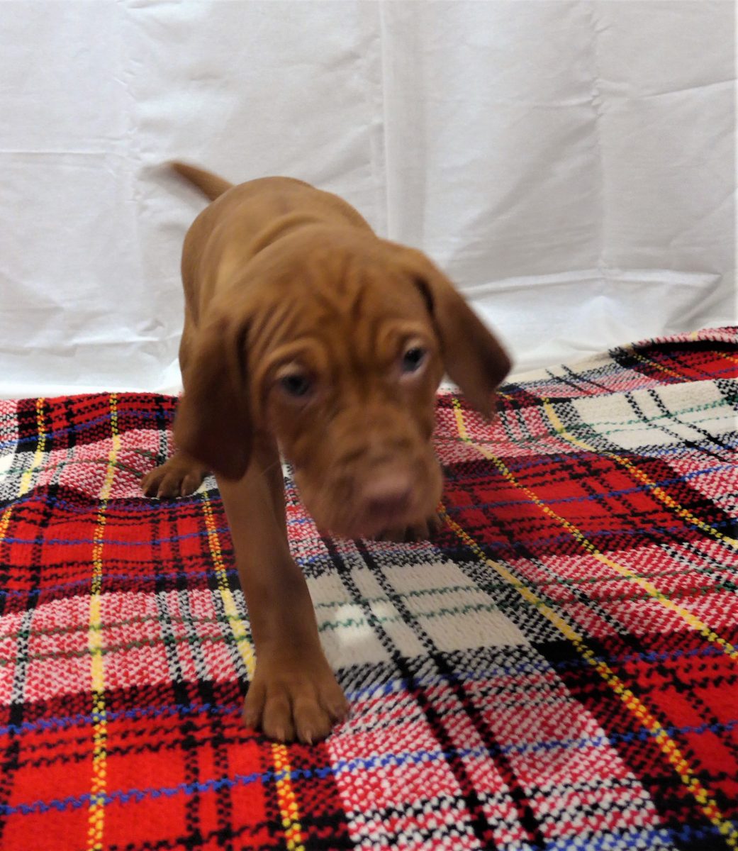 Riley & Ruger's Vizsla Litter Born on December 9th - Image 81
