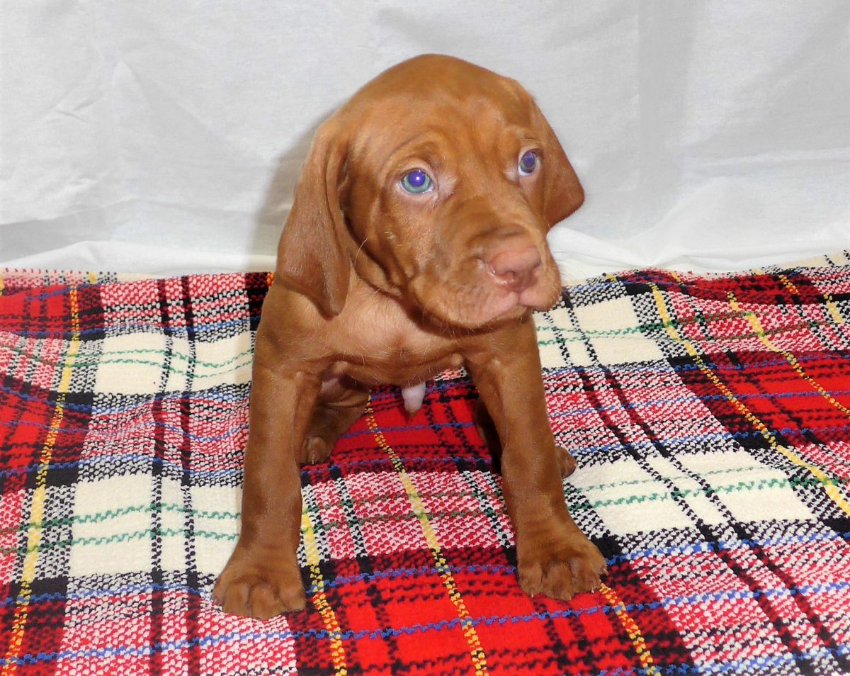 Riley & Ruger's Vizsla Litter Born on December 9th - Image 82